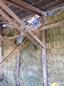 Polyface Farm Summer Internship: Week Three Image